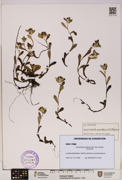 Gamochaeta spiciformis [Espécimen: UDEC:CONC:0173992]