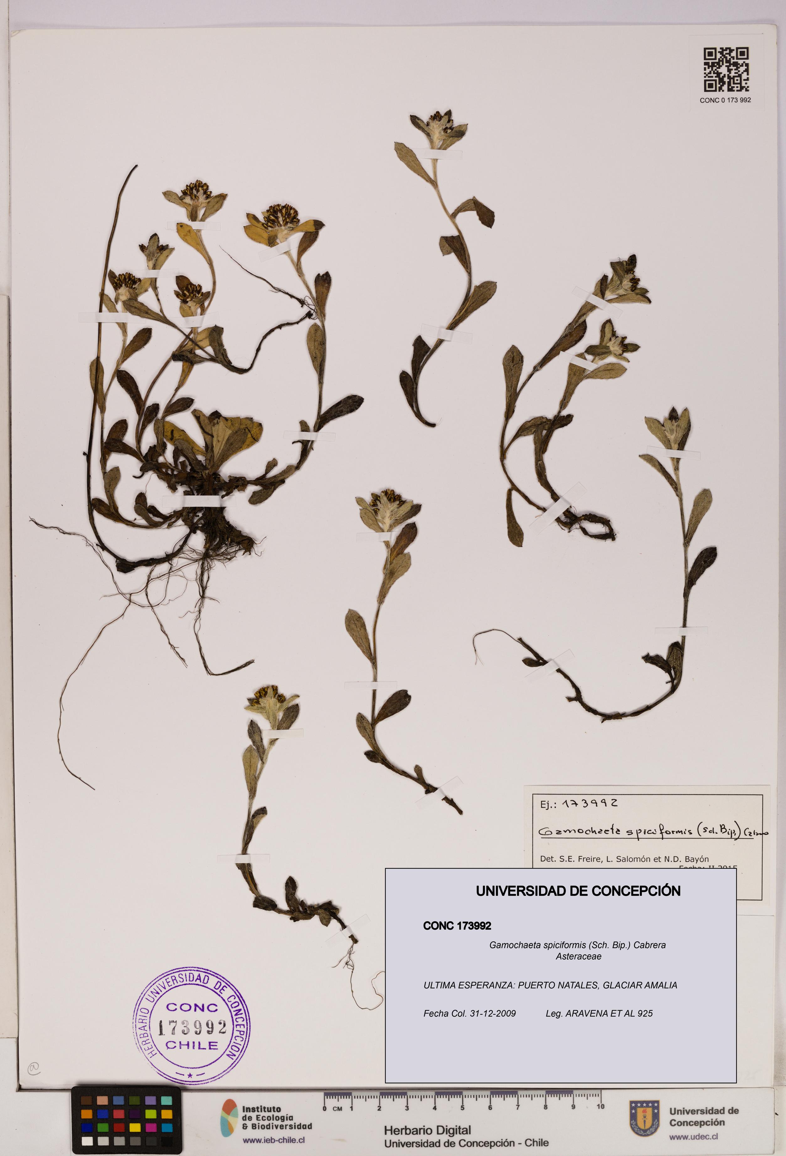 Gamochaeta spiciformis [Espécimen: UDEC:CONC:0173992]