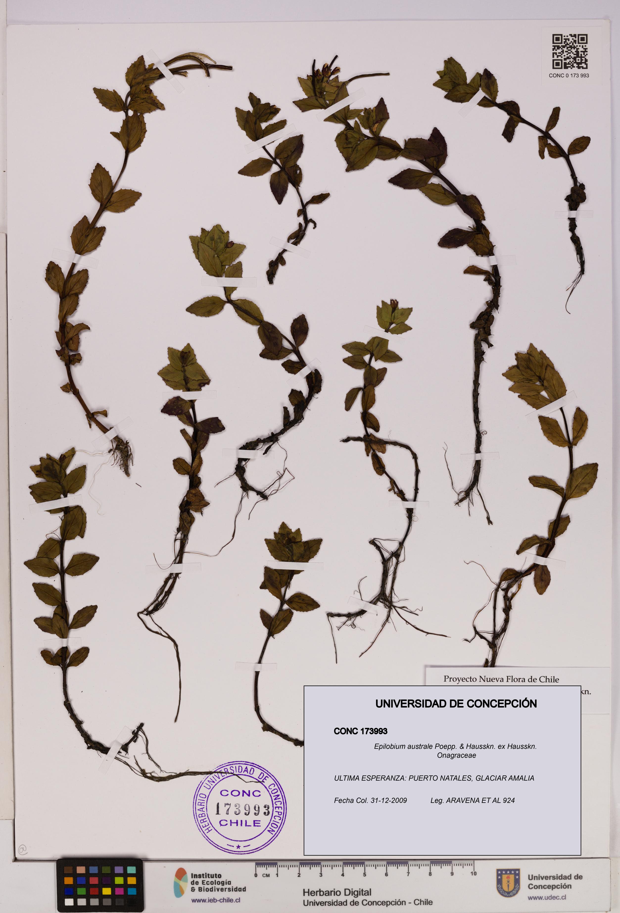 Epilobium australe [Espécimen: UDEC:CONC:0173993]