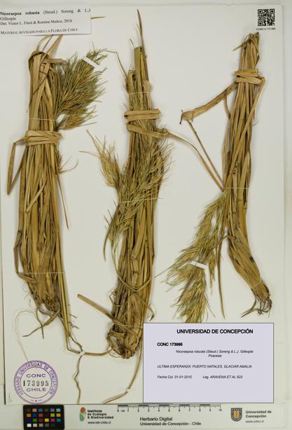 Nicoraepoa robusta [Espécimen: UDEC:CONC:0173995]