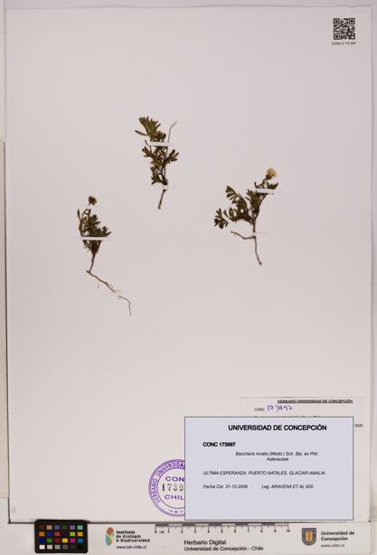 Baccharis nivalis [Espécimen: UDEC:CONC:0173997]