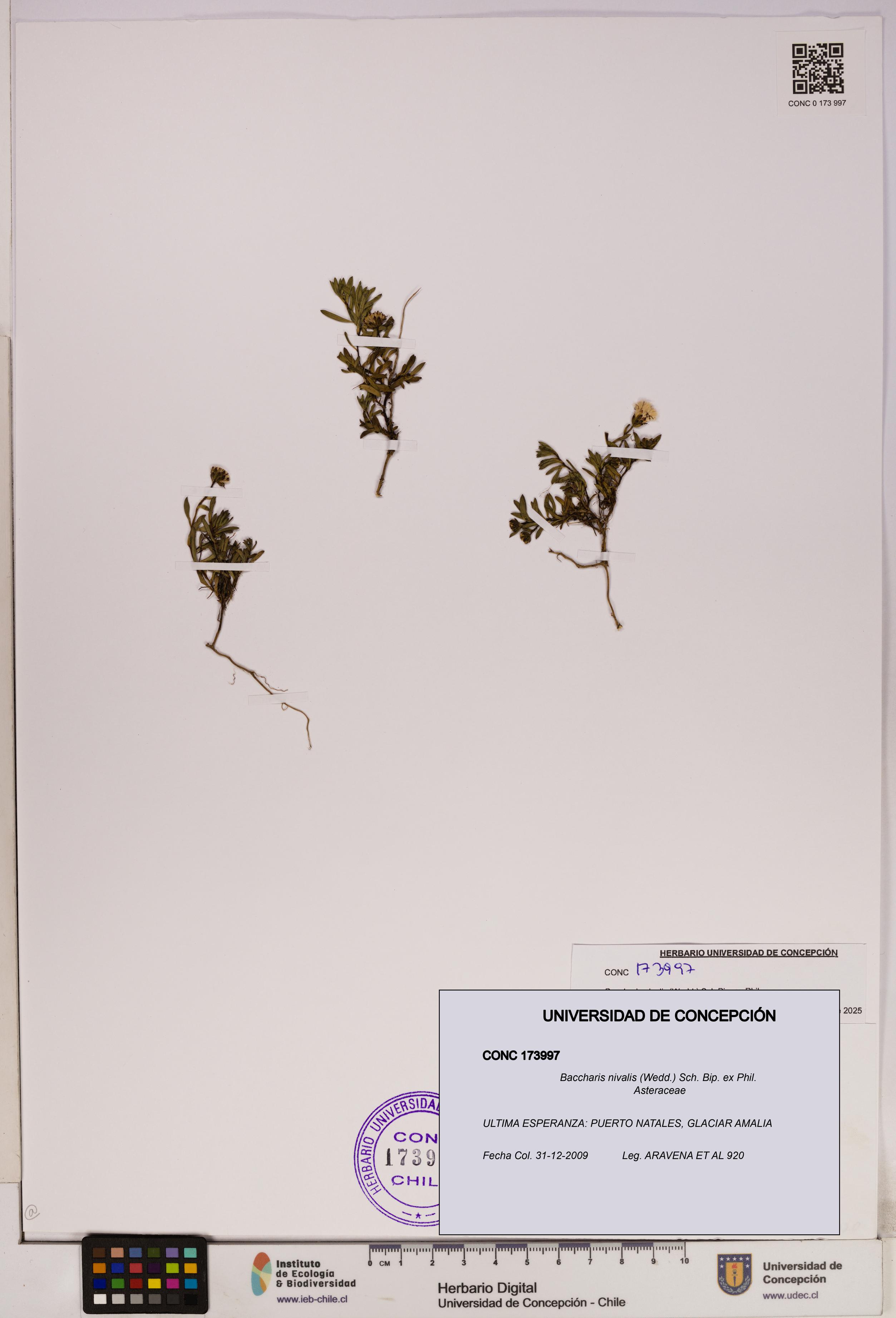 Baccharis nivalis [Espécimen: UDEC:CONC:0173997]