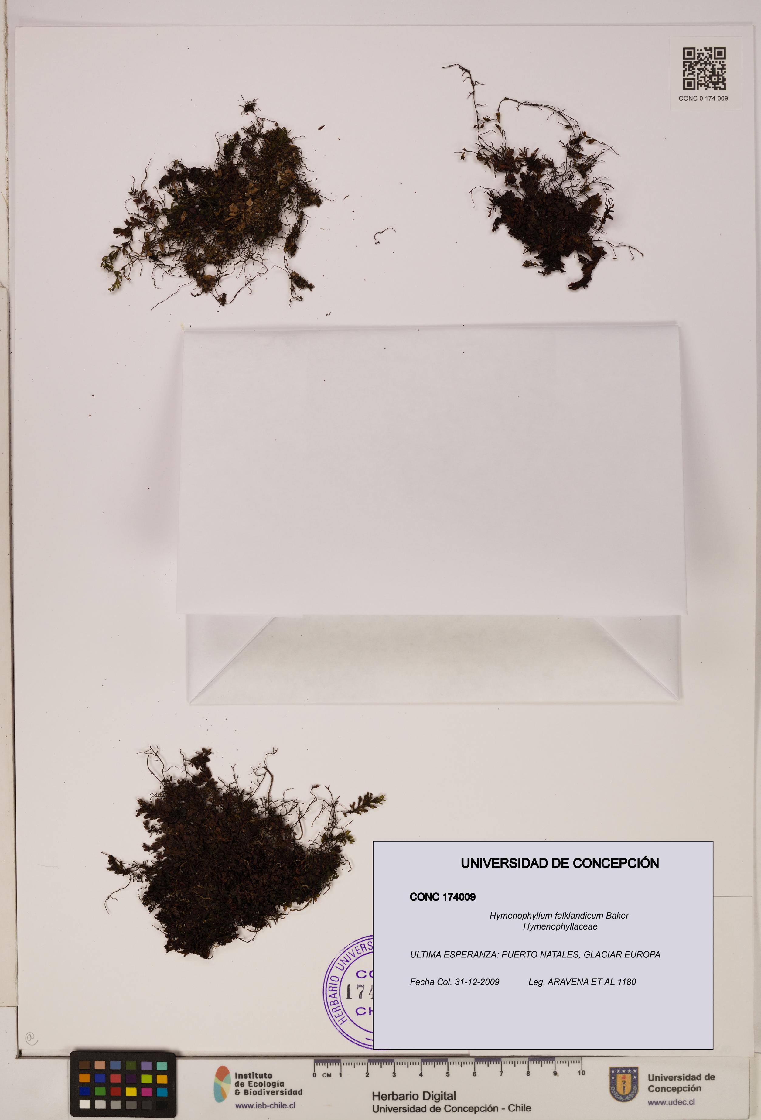 Hymenophyllum falklandicum [Espécimen: UDEC:CONC:0174009]
