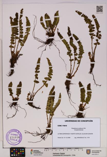 Polystichum andinum [Espécimen: UDEC:CONC:0174010]