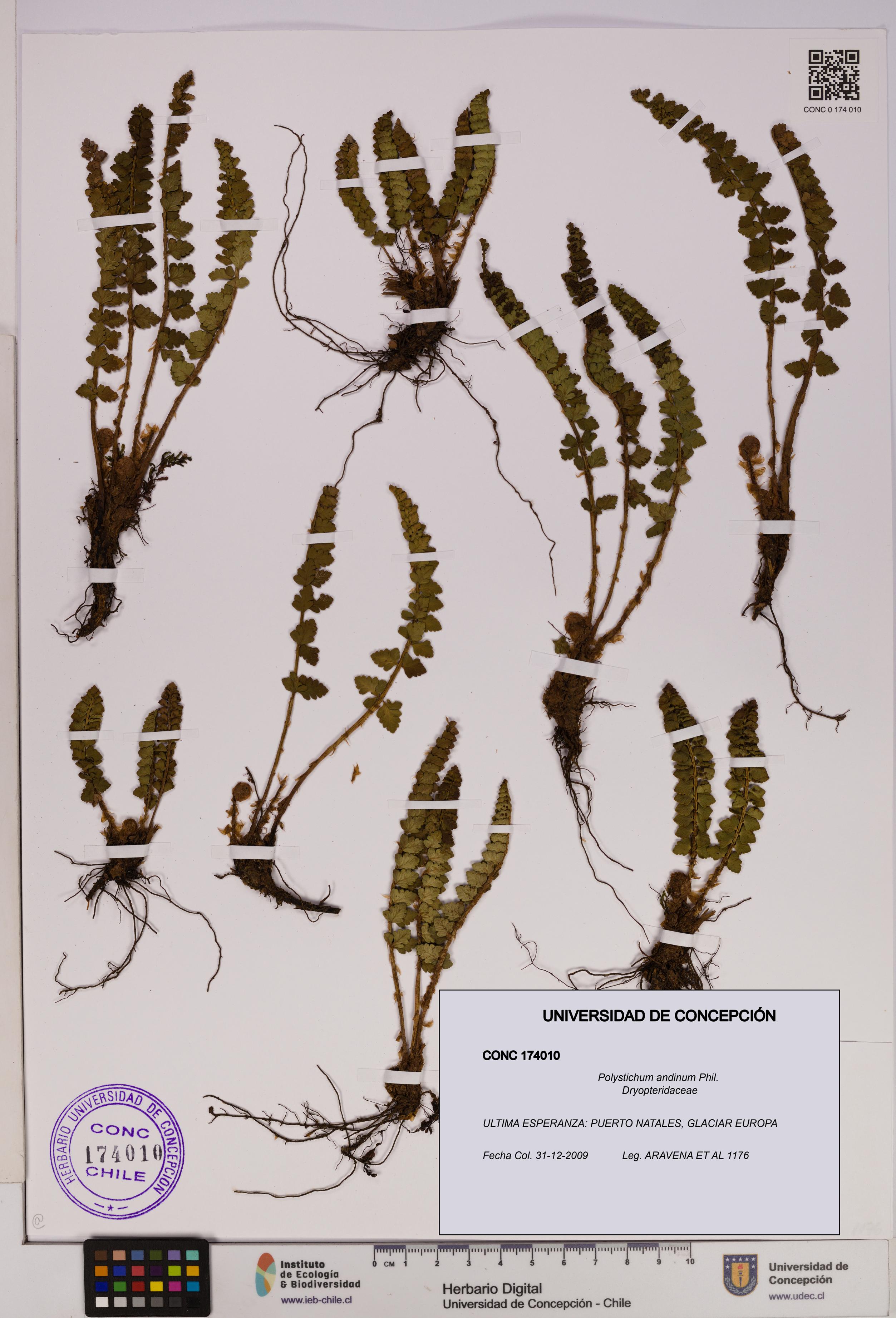 Polystichum andinum [Espécimen: UDEC:CONC:0174010]