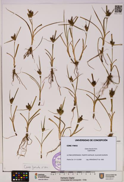 Carex fuscula [Espécimen: UDEC:CONC:0174012]