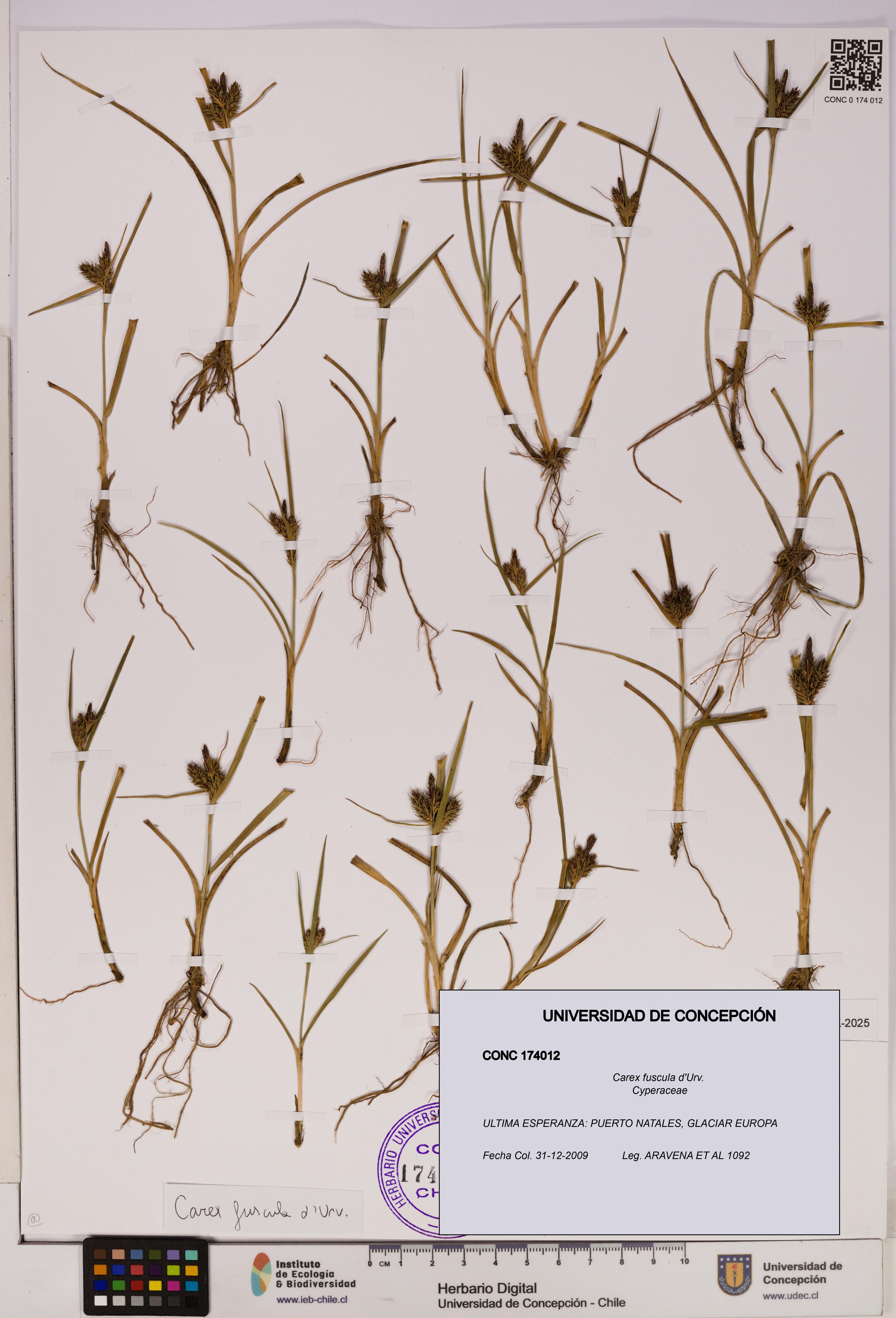 Carex fuscula [Espécimen: UDEC:CONC:0174012]