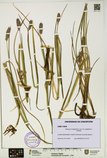Alopecurus magellanicus var. magellanicus [Espécimen: UDEC:CONC:0174015]