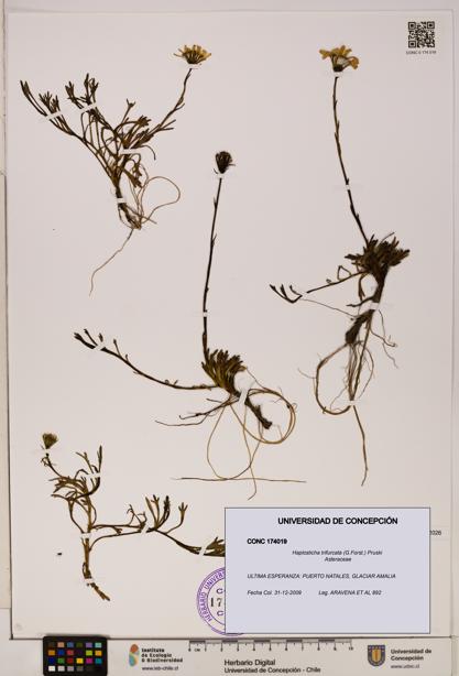 Haplosticha trifurcata [Espécimen: UDEC:CONC:0174019]