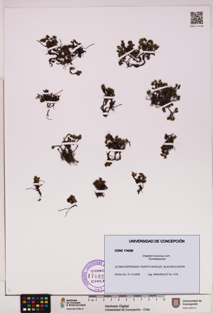 Drapetes muscosus [Espécimen: UDEC:CONC:0174026]