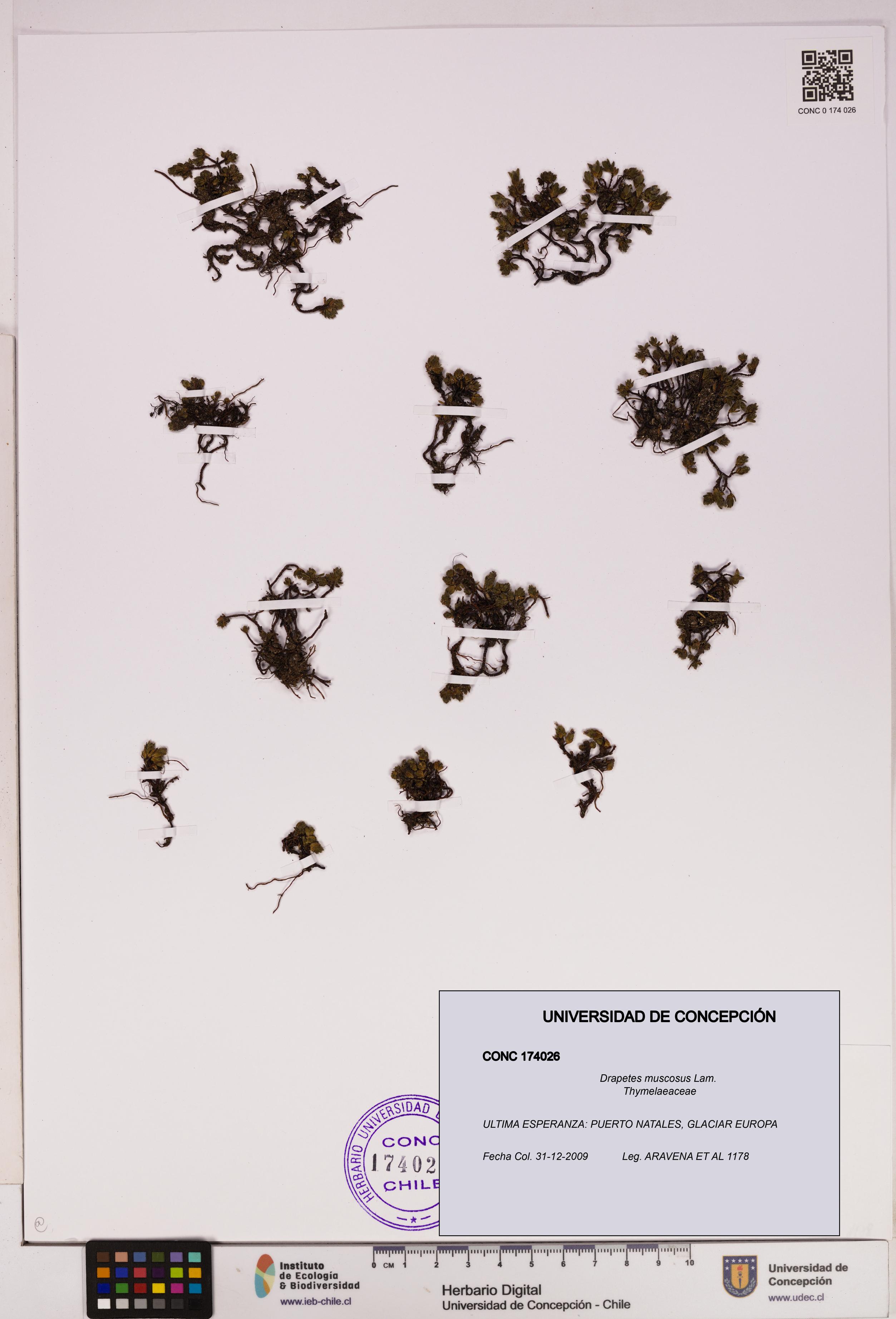 Drapetes muscosus [Espécimen: UDEC:CONC:0174026]