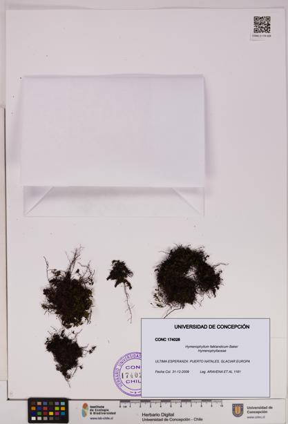 Hymenophyllum falklandicum [Espécimen: UDEC:CONC:0174028]