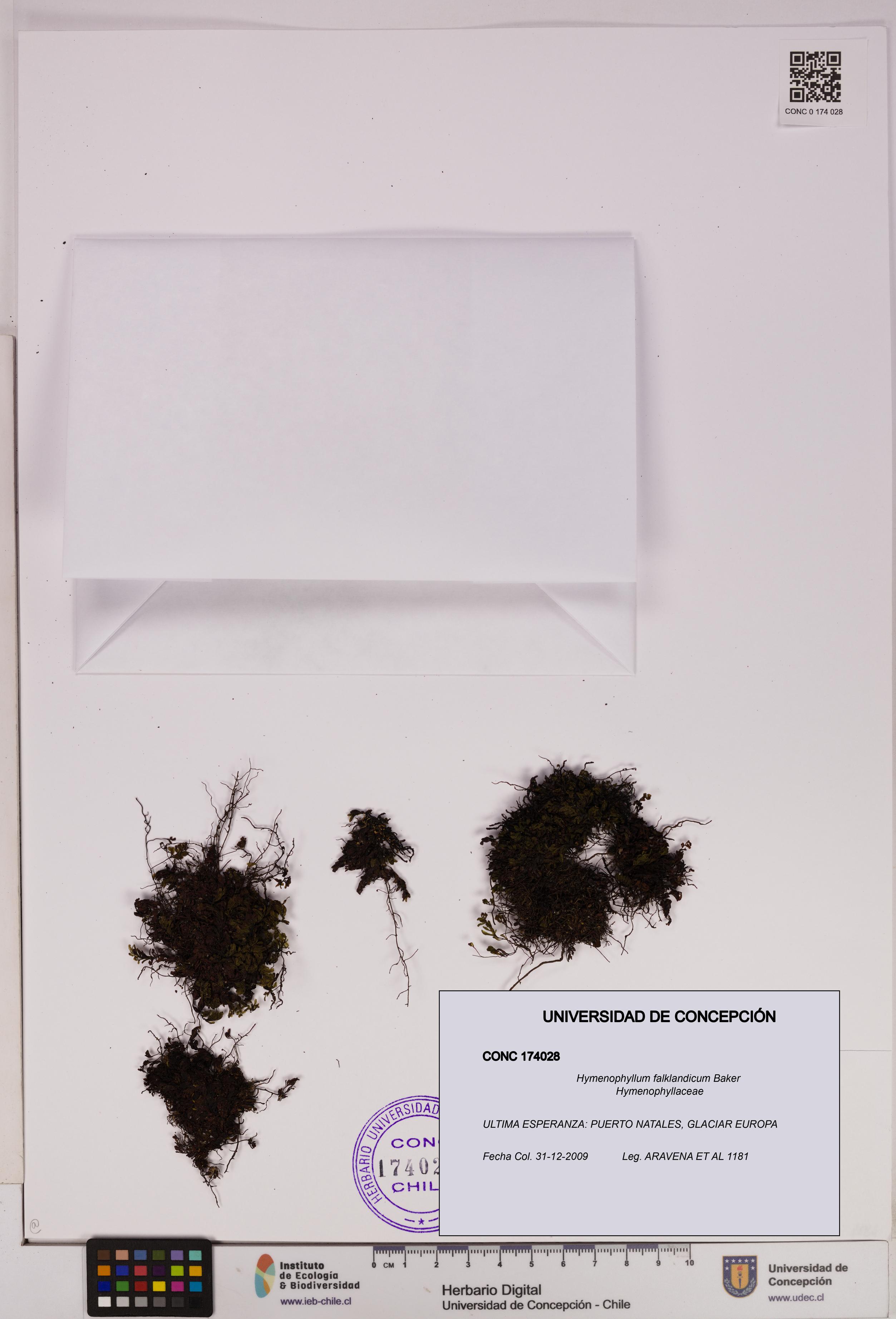 Hymenophyllum falklandicum [Espécimen: UDEC:CONC:0174028]