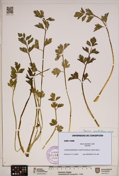Apium prostratum [Espécimen: ]