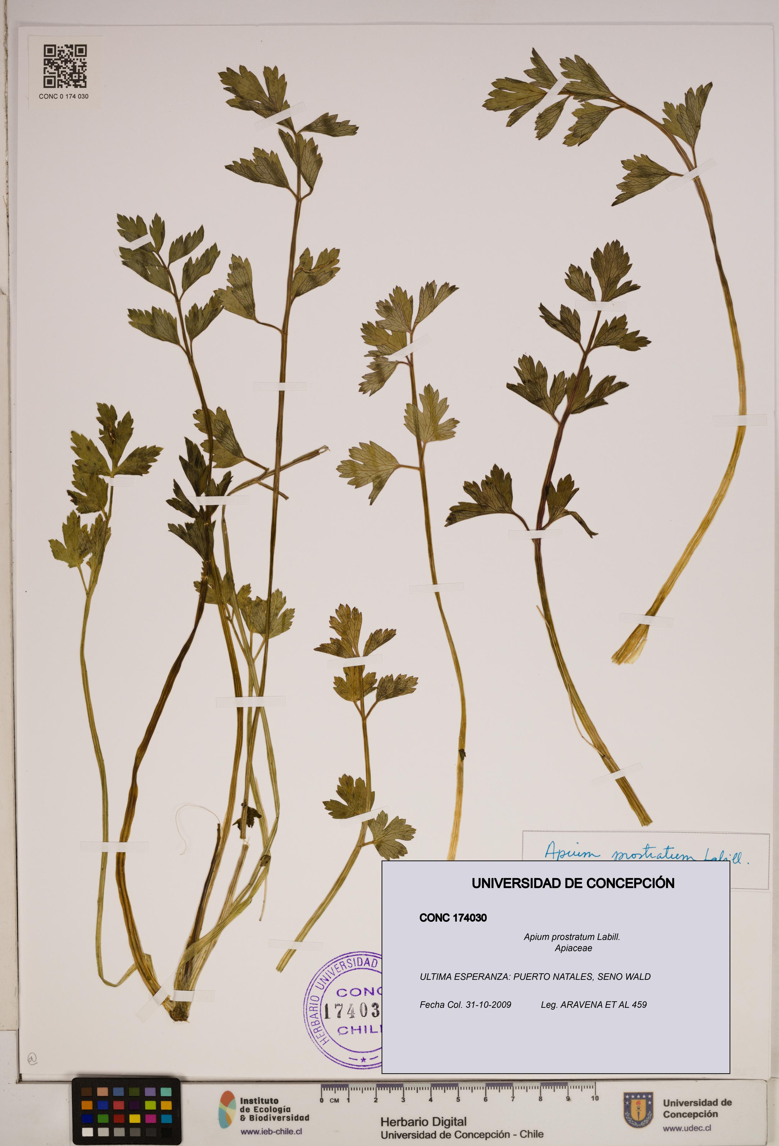 Apium prostratum [Espécimen: ]