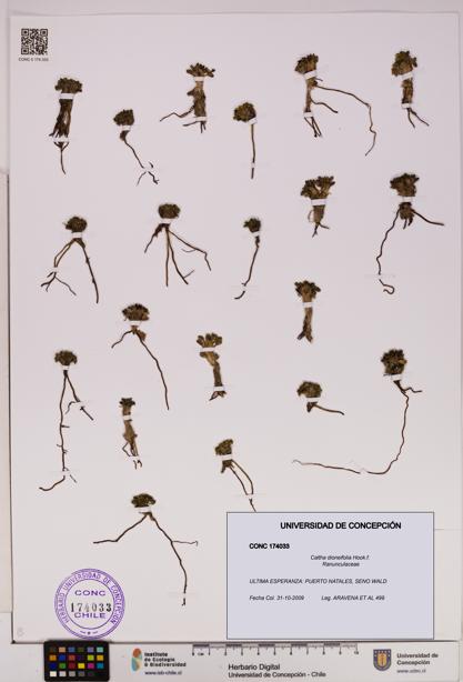Caltha dioneifolia [Espécimen: UDEC:CONC:0174033]