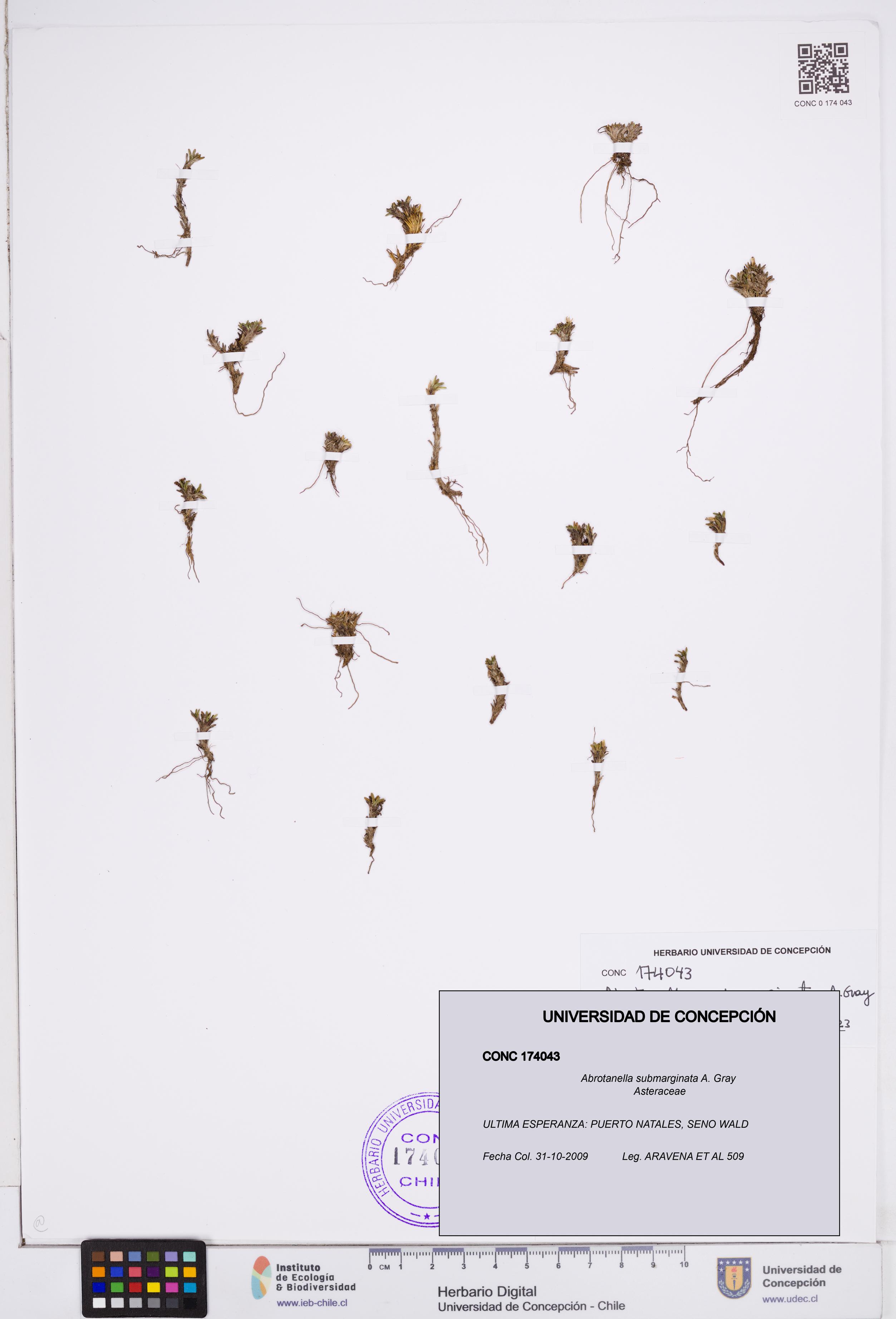 Abrotanella submarginata [Espécimen: ]