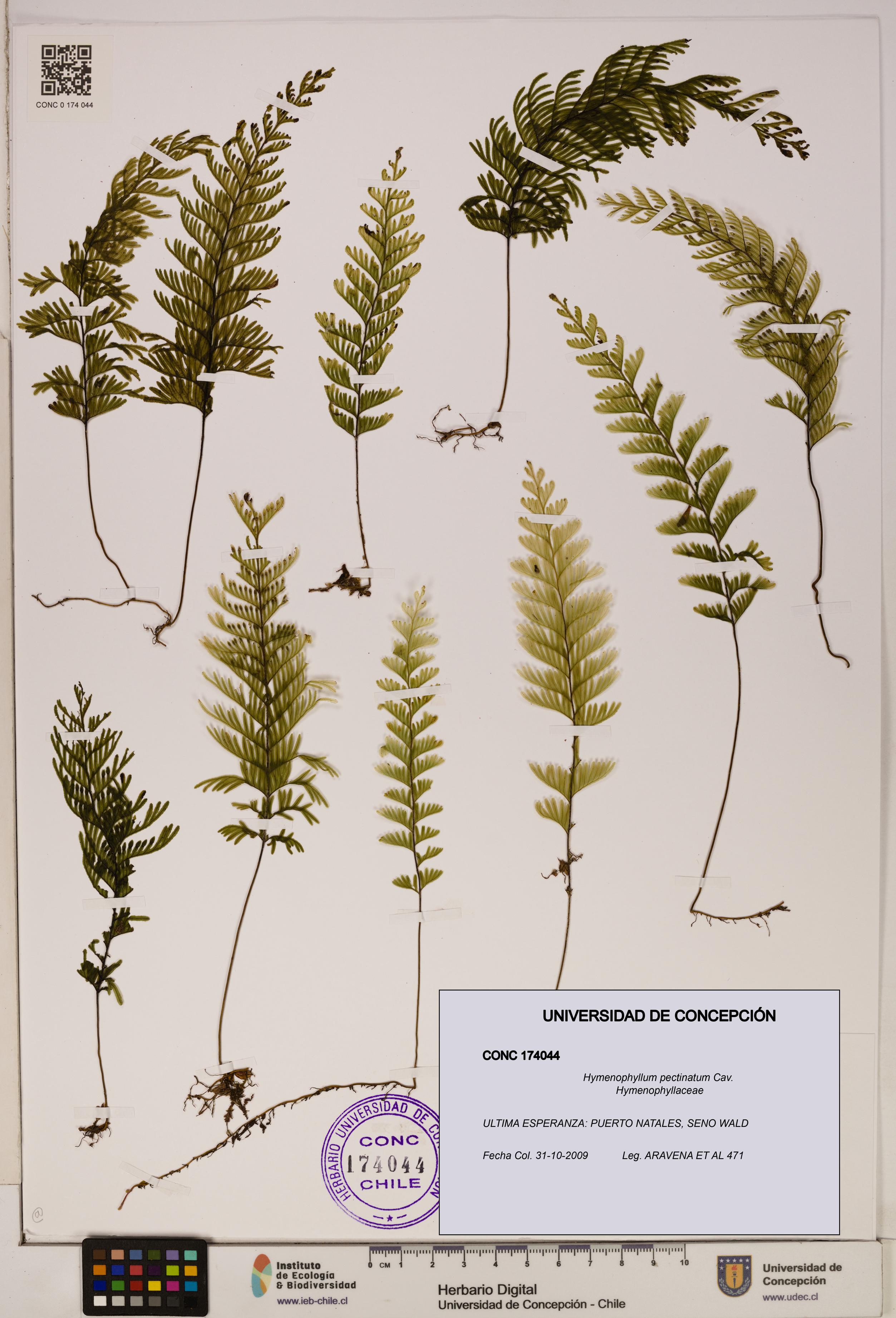 Hymenophyllum pectinatum [Espécimen: ]