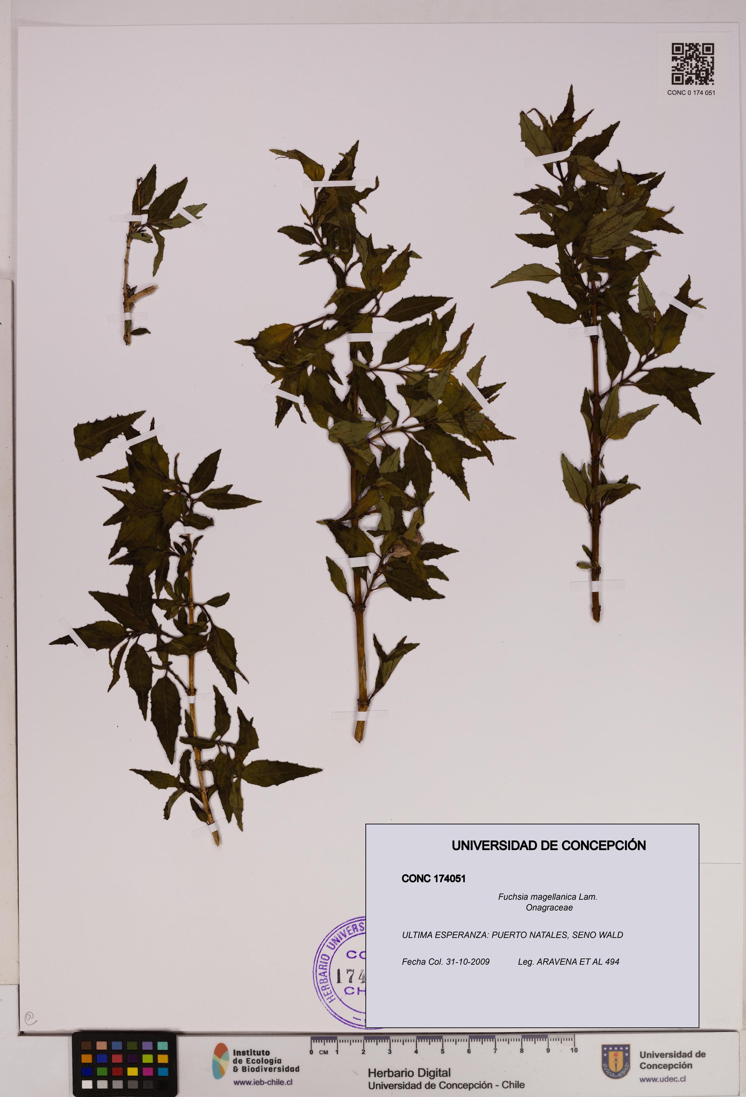 Fuchsia magellanica [Espécimen: UDEC:CONC:0174051]