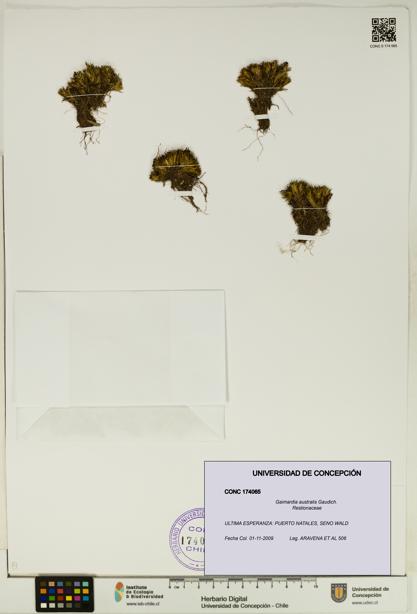 Gaimardia australis [Espécimen: UDEC:CONC:0174065]