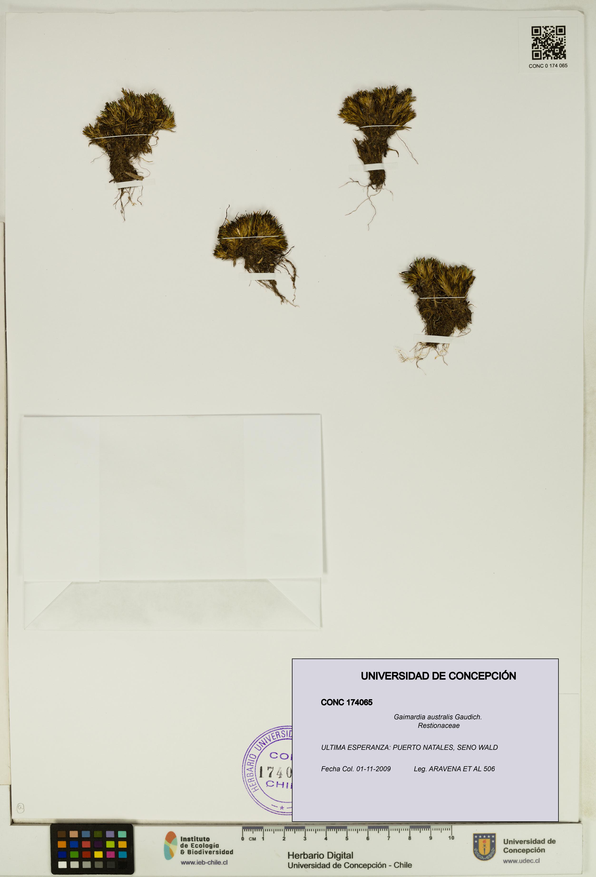 Gaimardia australis [Espécimen: UDEC:CONC:0174065]