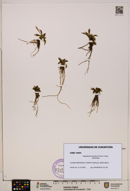 Haplosticha trifurcata [Espécimen: UDEC:CONC:0174074]