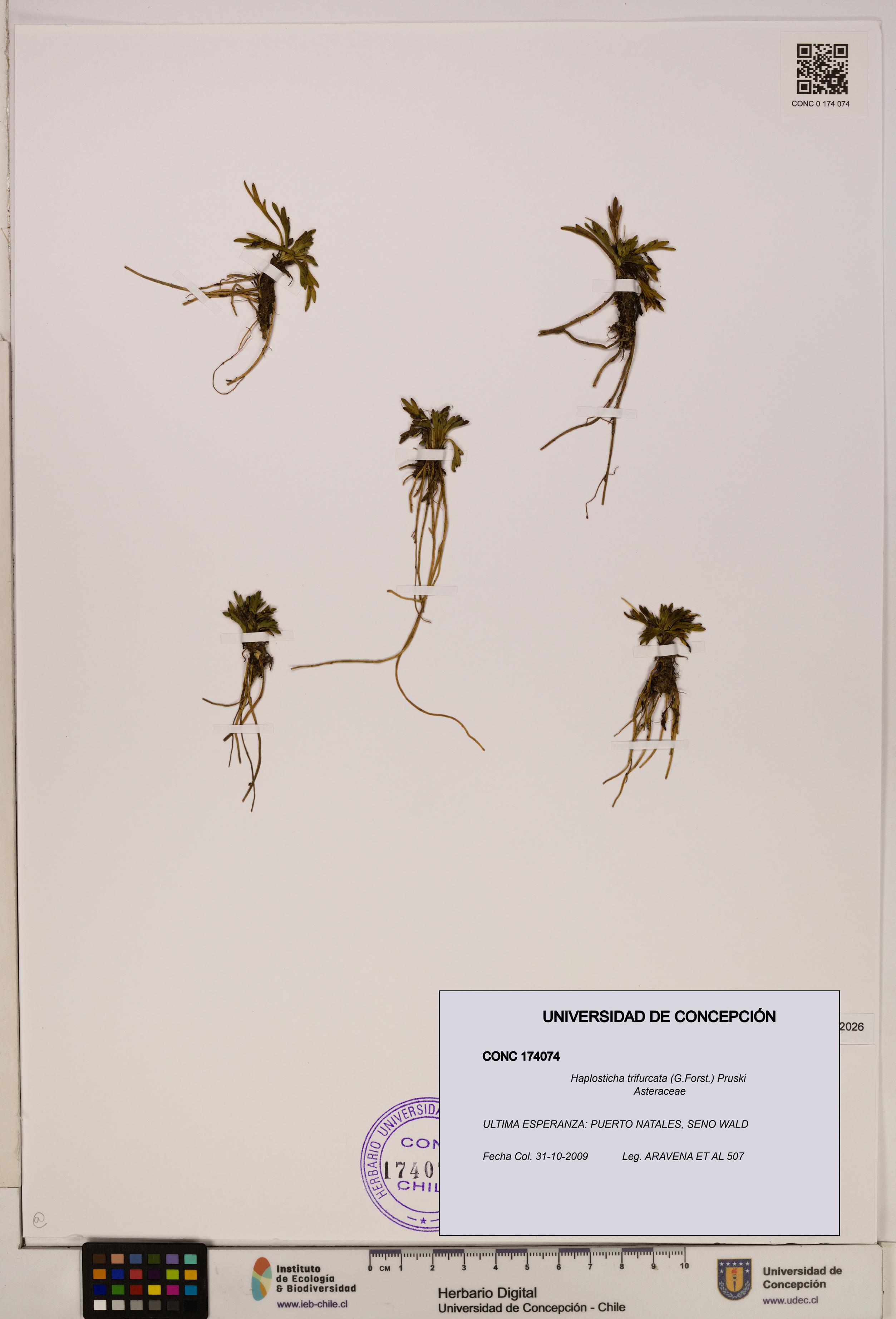 Haplosticha trifurcata [Espécimen: UDEC:CONC:0174074]