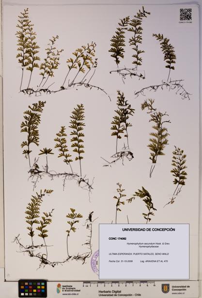 Hymenophyllum secundum [Espécimen: ]