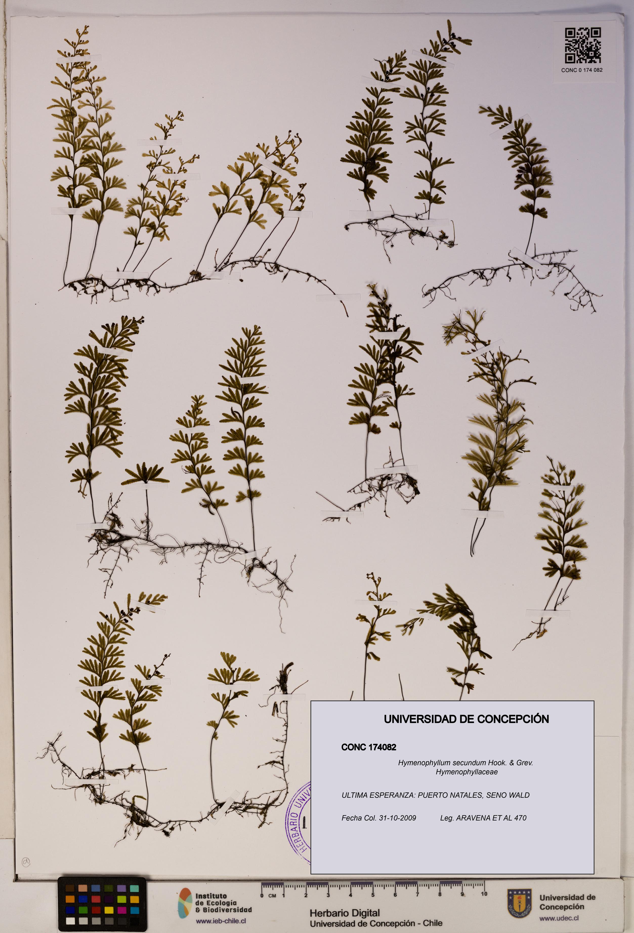 Hymenophyllum secundum [Espécimen: ]