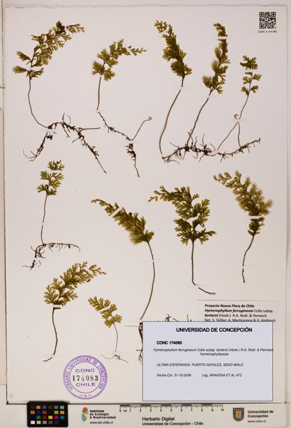 Hymenophyllum ferrugineum [Espécimen: UDEC:CONC:0174083]