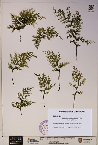 Hymenophyllum tortuosum [Espécimen: ]
