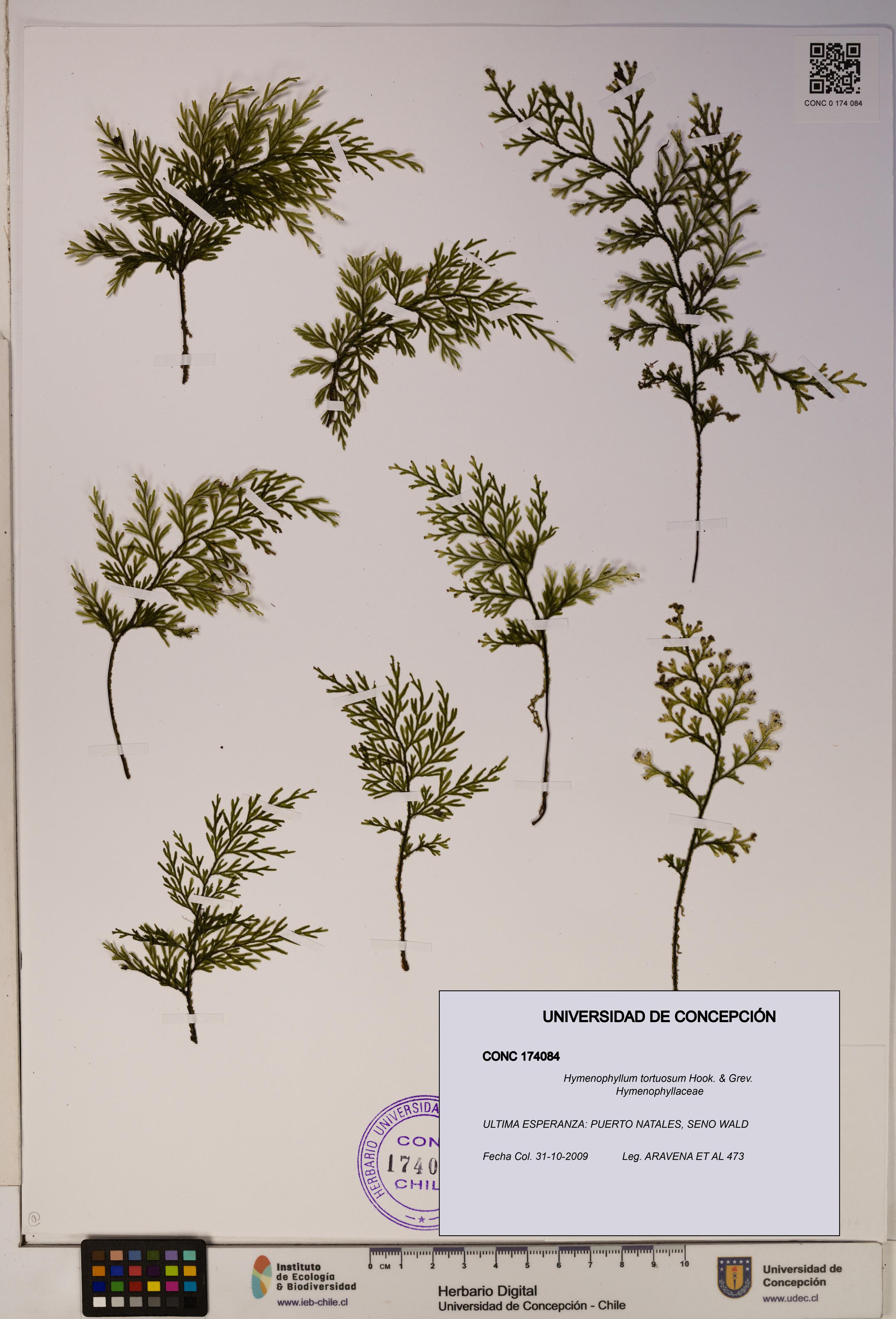 Hymenophyllum tortuosum [Espécimen: ]