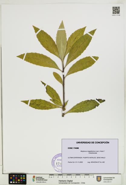 Maytenus magellanica [Espécimen: UDEC:CONC:0174088]
