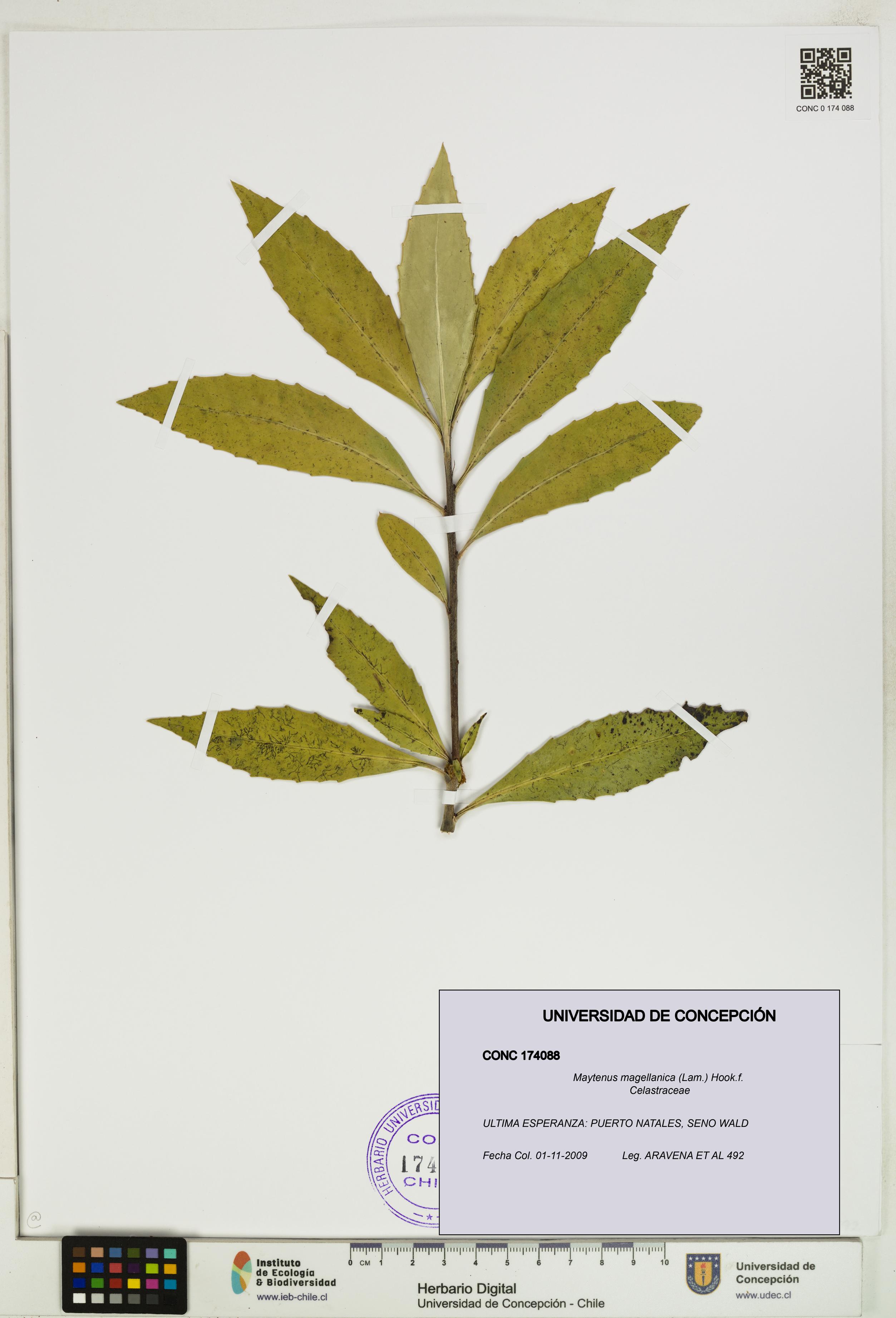 Maytenus magellanica [Espécimen: UDEC:CONC:0174088]
