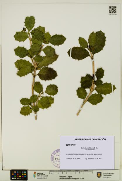 Desfontainia fulgens [Espécimen: UDEC:CONC:0174094]