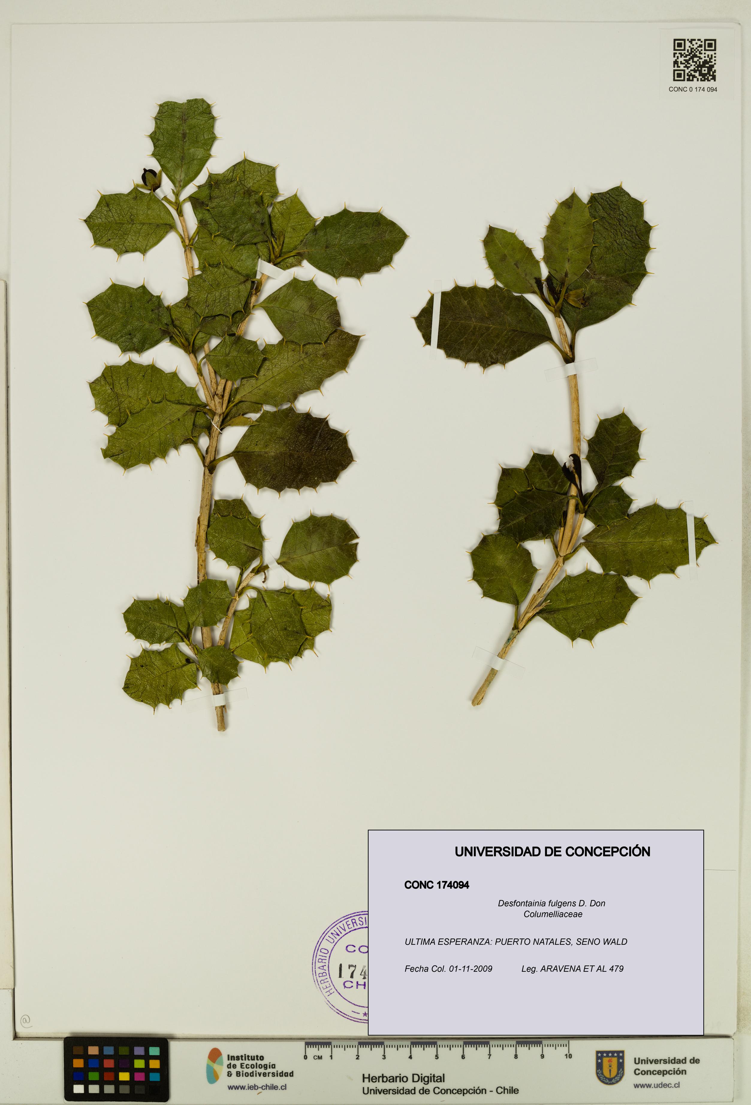Desfontainia fulgens [Espécimen: UDEC:CONC:0174094]