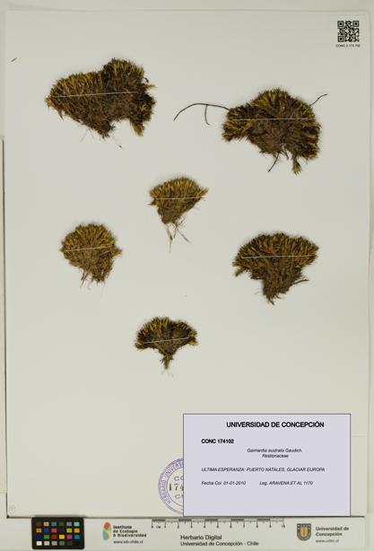 Gaimardia australis [Espécimen: UDEC:CONC:0174102]