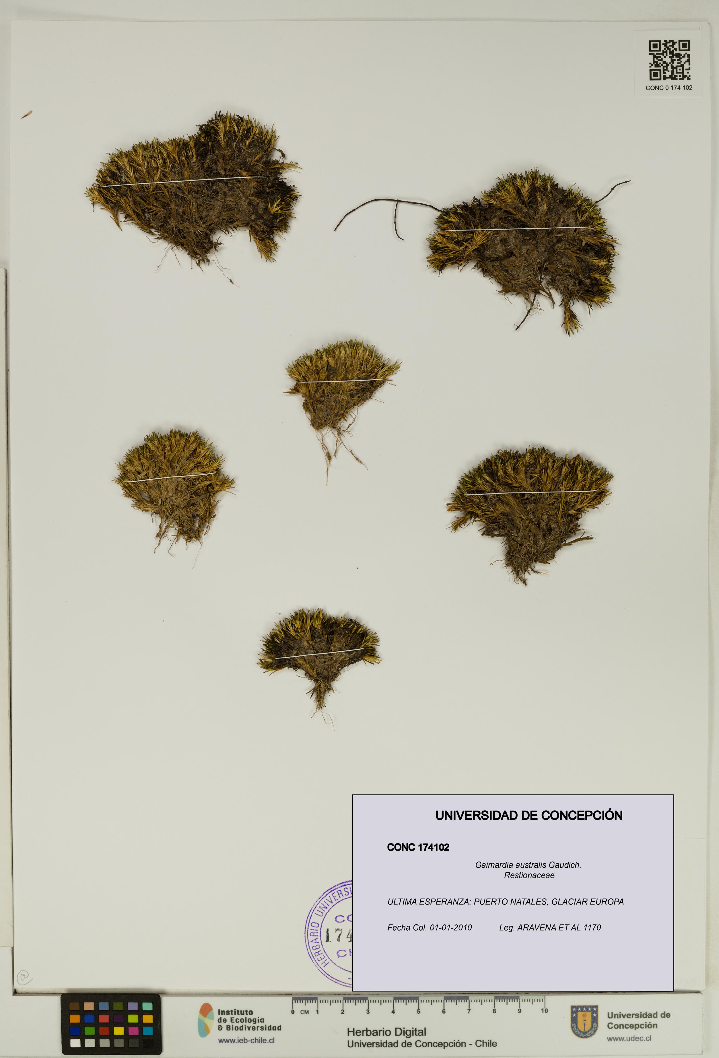 Gaimardia australis [Espécimen: UDEC:CONC:0174102]