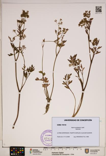 Apium prostratum [Espécimen: ]