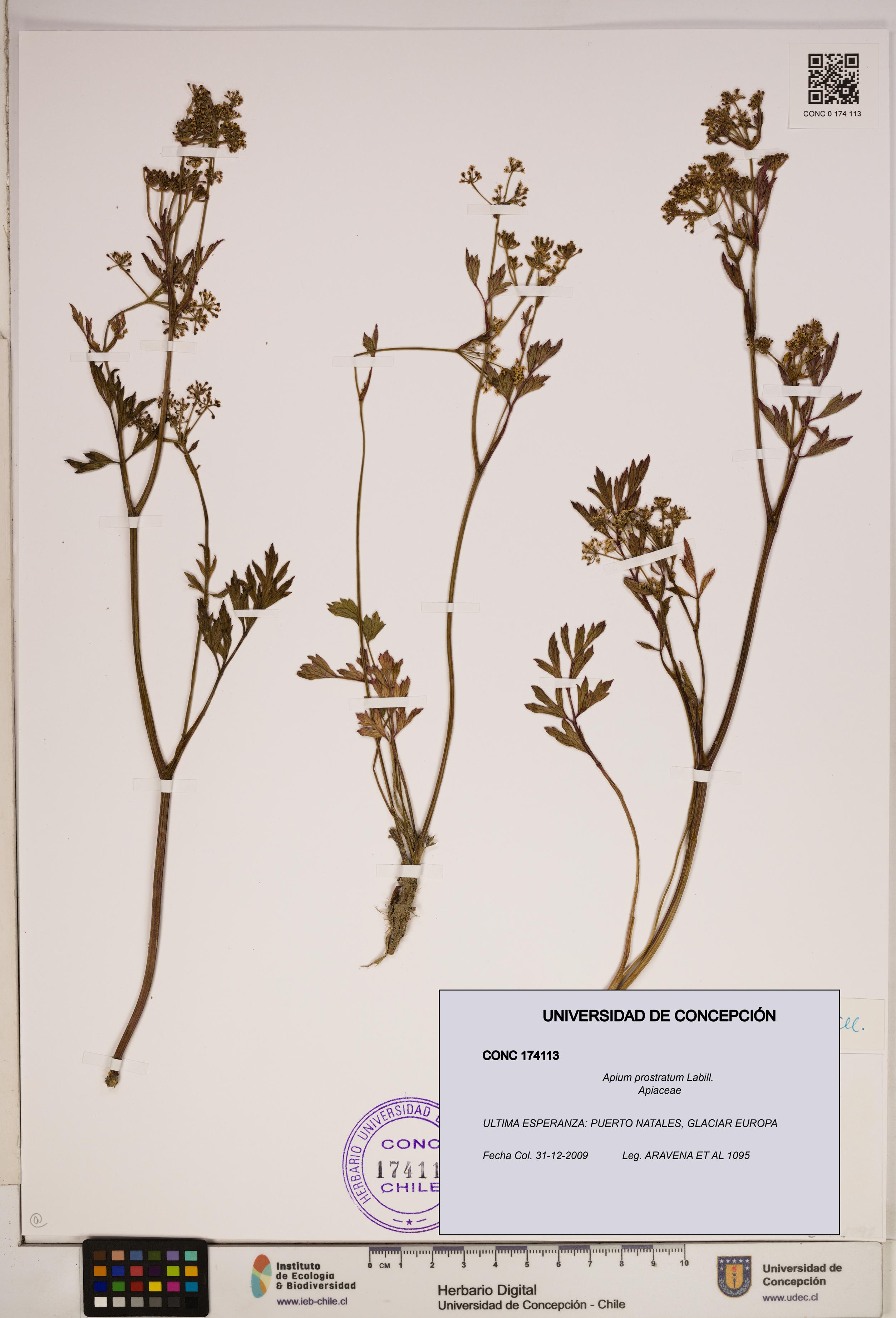 Apium prostratum [Espécimen: ]