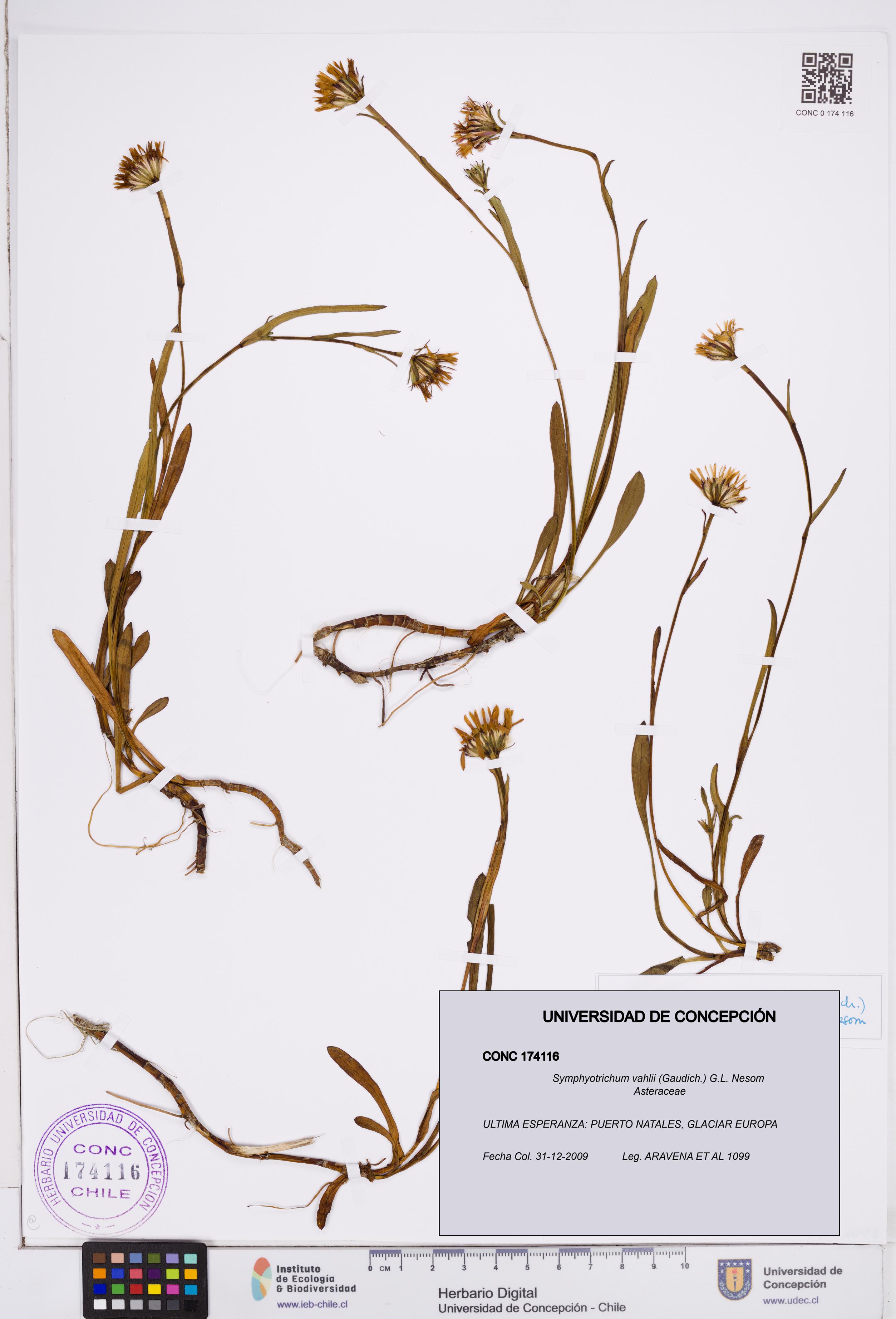 Symphyotrichum vahlii [Espécimen: ]