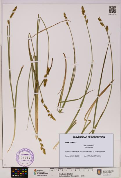 Carex canescens [Espécimen: UDEC:CONC:0174117]