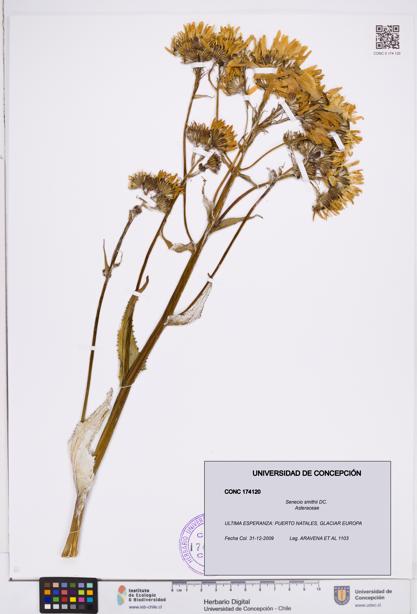 Senecio smithii [Espécimen: ]