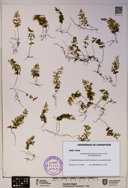 Hymenophyllum secundum [Espécimen: ]