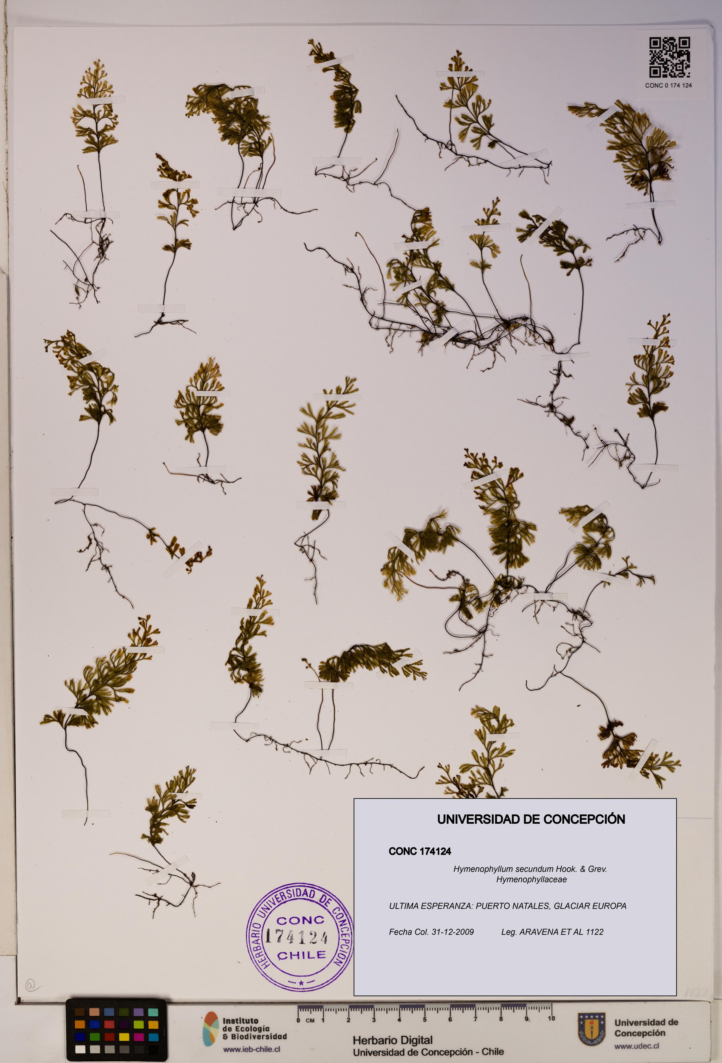 Hymenophyllum secundum [Espécimen: ]
