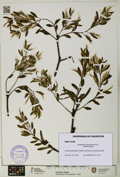 Misodendrum brachystachium [Espécimen: UDEC:CONC:0174129]