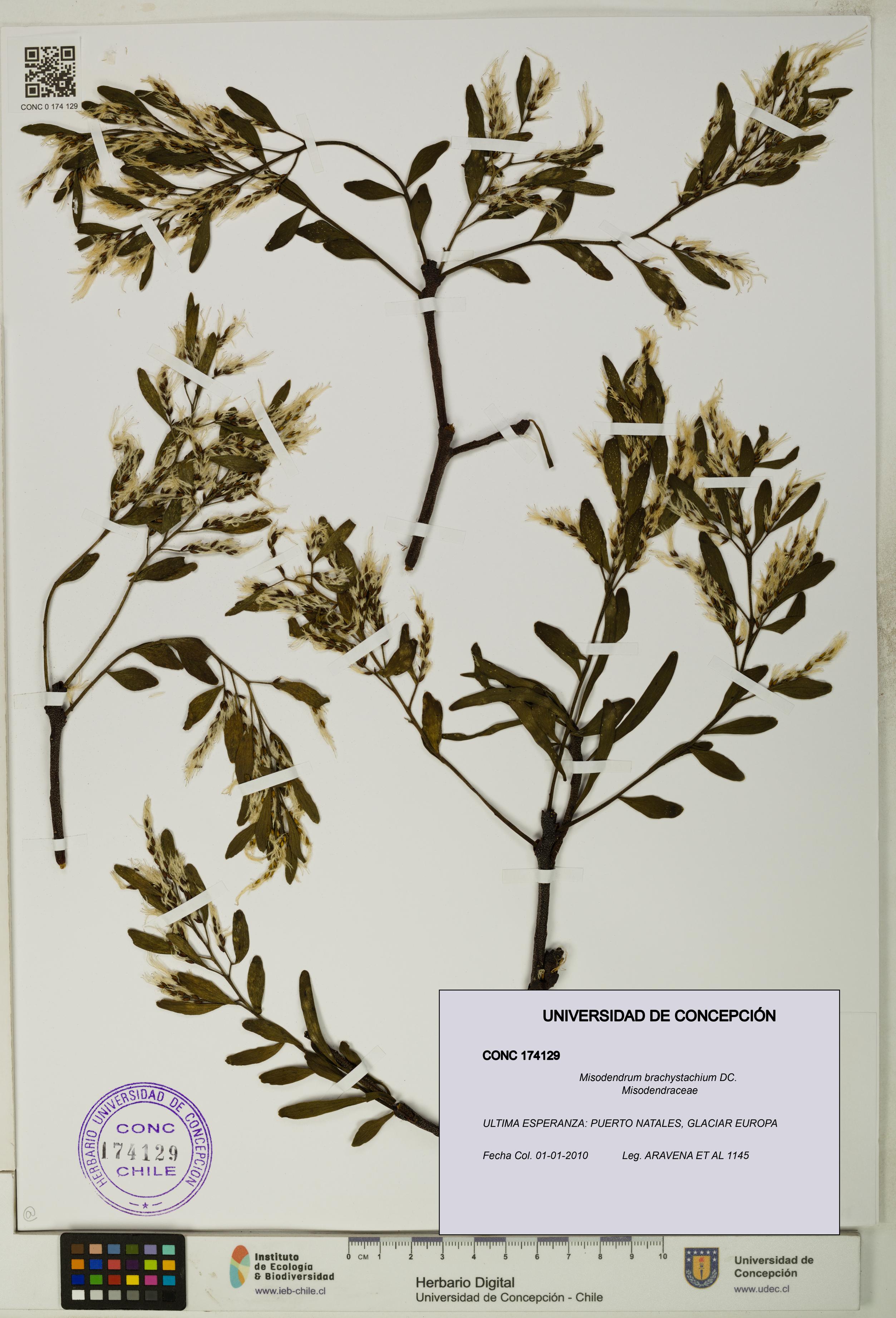 Misodendrum brachystachium [Espécimen: UDEC:CONC:0174129]