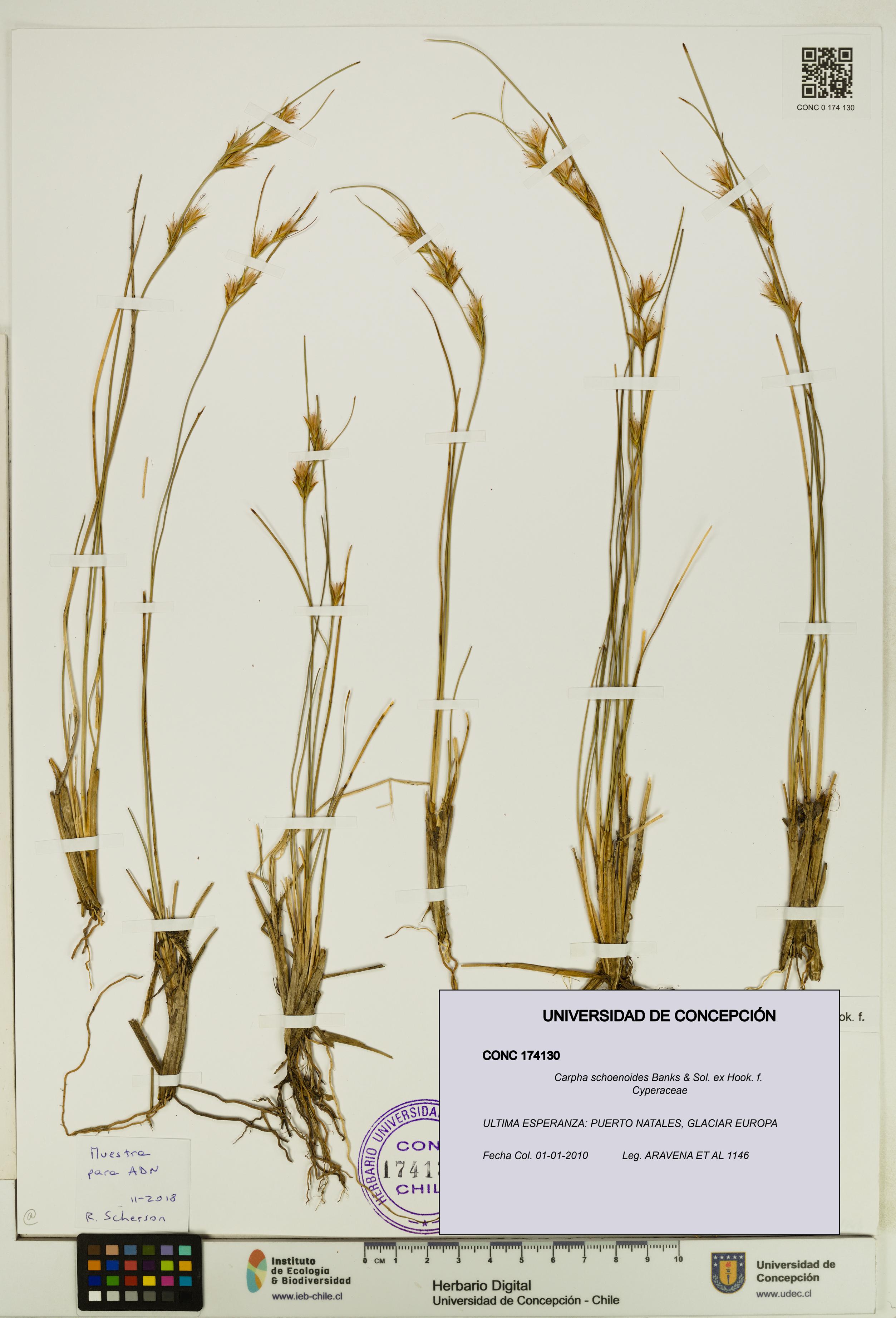 Carpha schoenoides [Espécimen: UDEC:CONC:0174130]