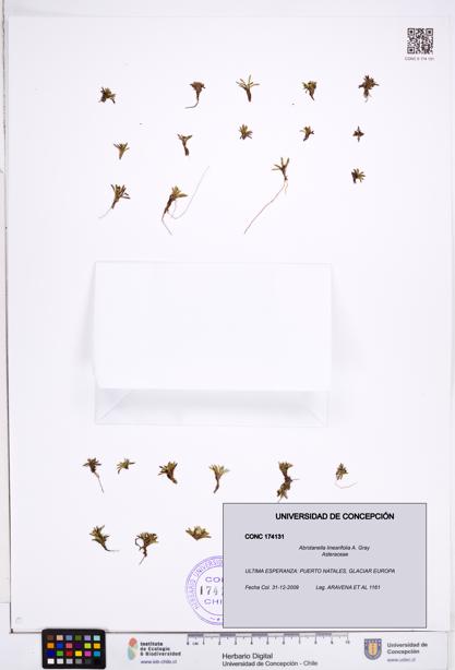 Abrotanella linearifolia [Espécimen: ]