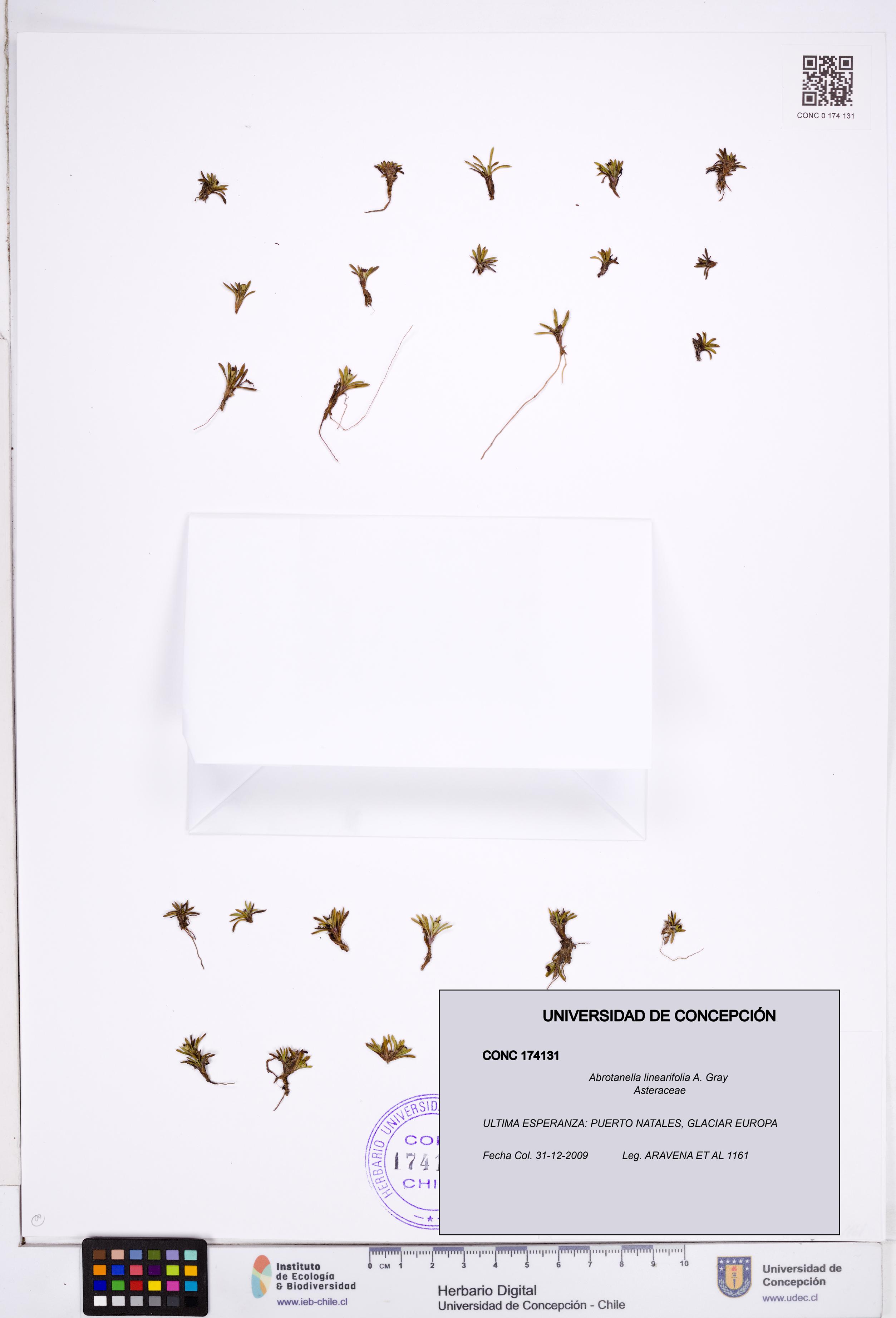Abrotanella linearifolia [Espécimen: ]